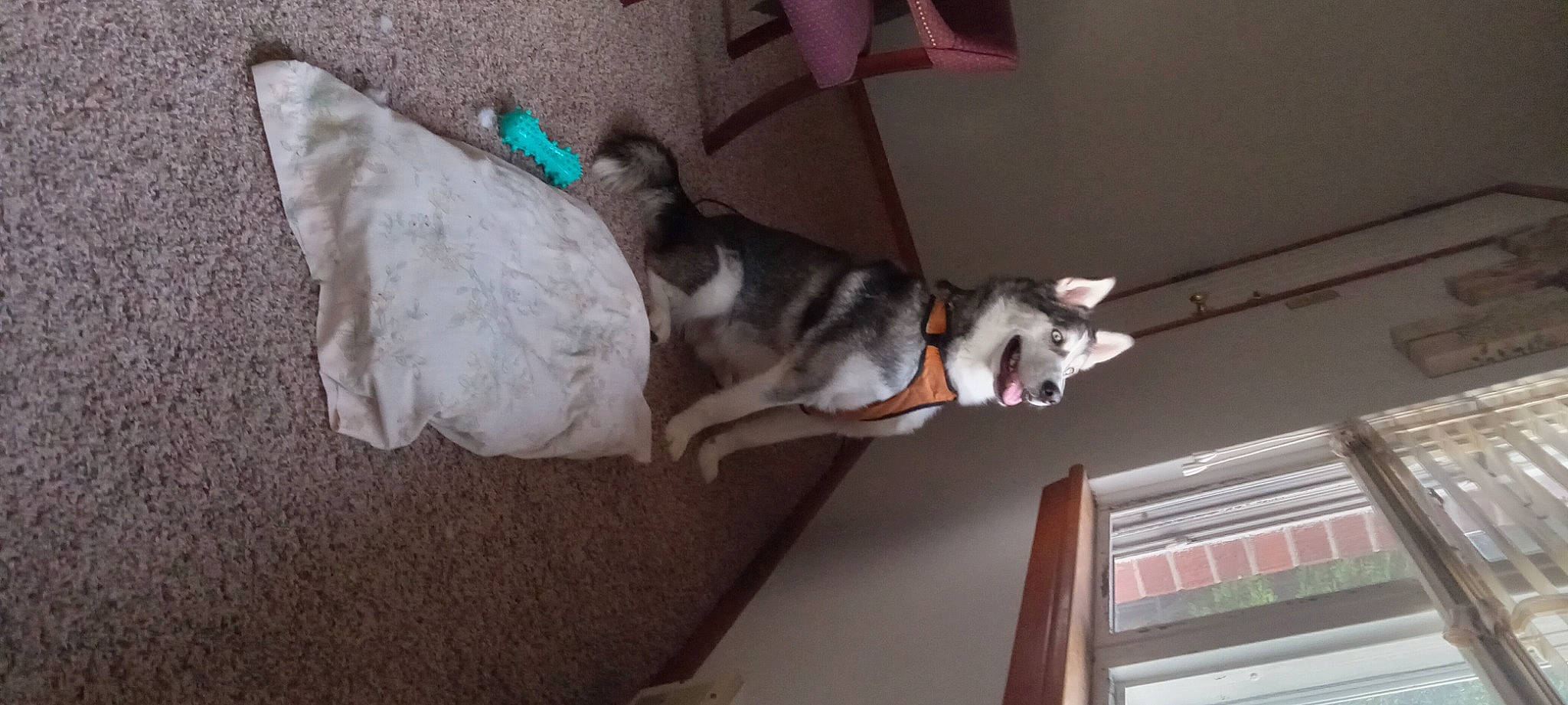 Apollo is registered to the contest to win money with this photo: canidae, carnivore, collar, companion_dog, couch, dog, dog_breed, fawn, felidae, fur, hardwood, non_sporting_group, pet_supply, small_to_medium_sized_cats, snout, sporting_group, tail, whiskers, wood, working_animal