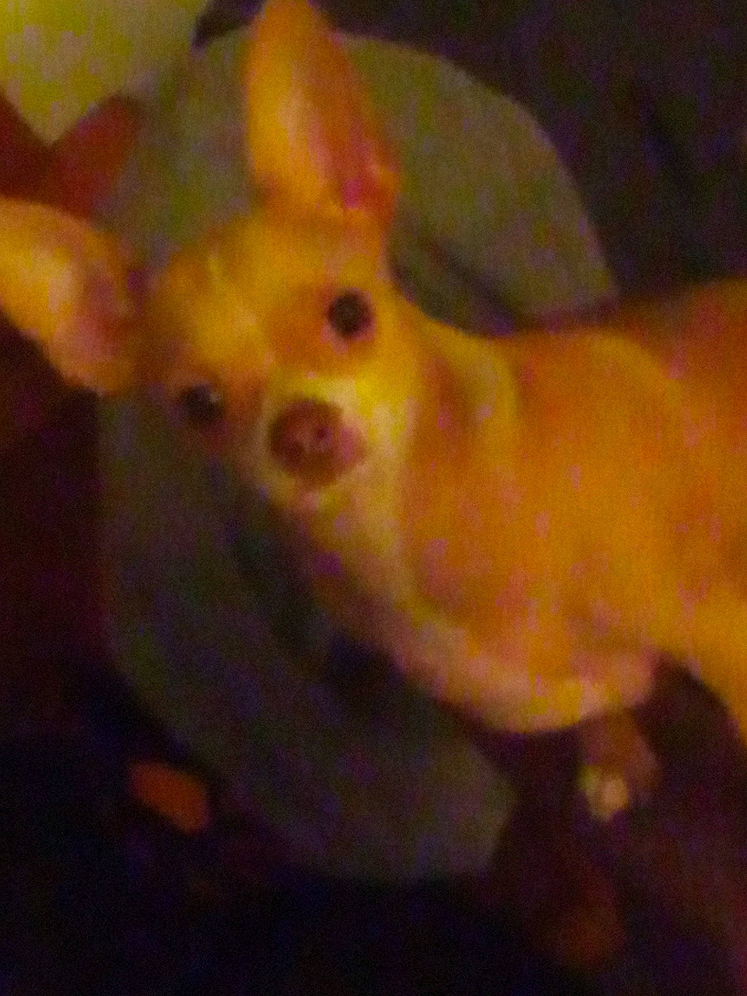 Aztek joined the competition — help win amazing prizes! carnivore, darkness, dog_breed, ear, event, fawn, gesture, tail, terrestrial_animal, thumb, whiskers