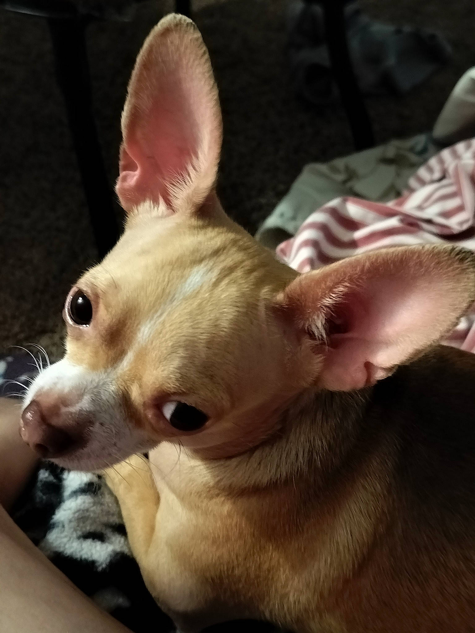 Aztek is registered to the contest to win money with this photo: canidae, carnivore, chihuahua, collar, comfort, companion_dog, corgi_chihuahua, dog, dog_breed, ear, fawn, fur, non_sporting_group, snout, sporting_group, terrestrial_animal, toy_dog, whiskers, working_animal
