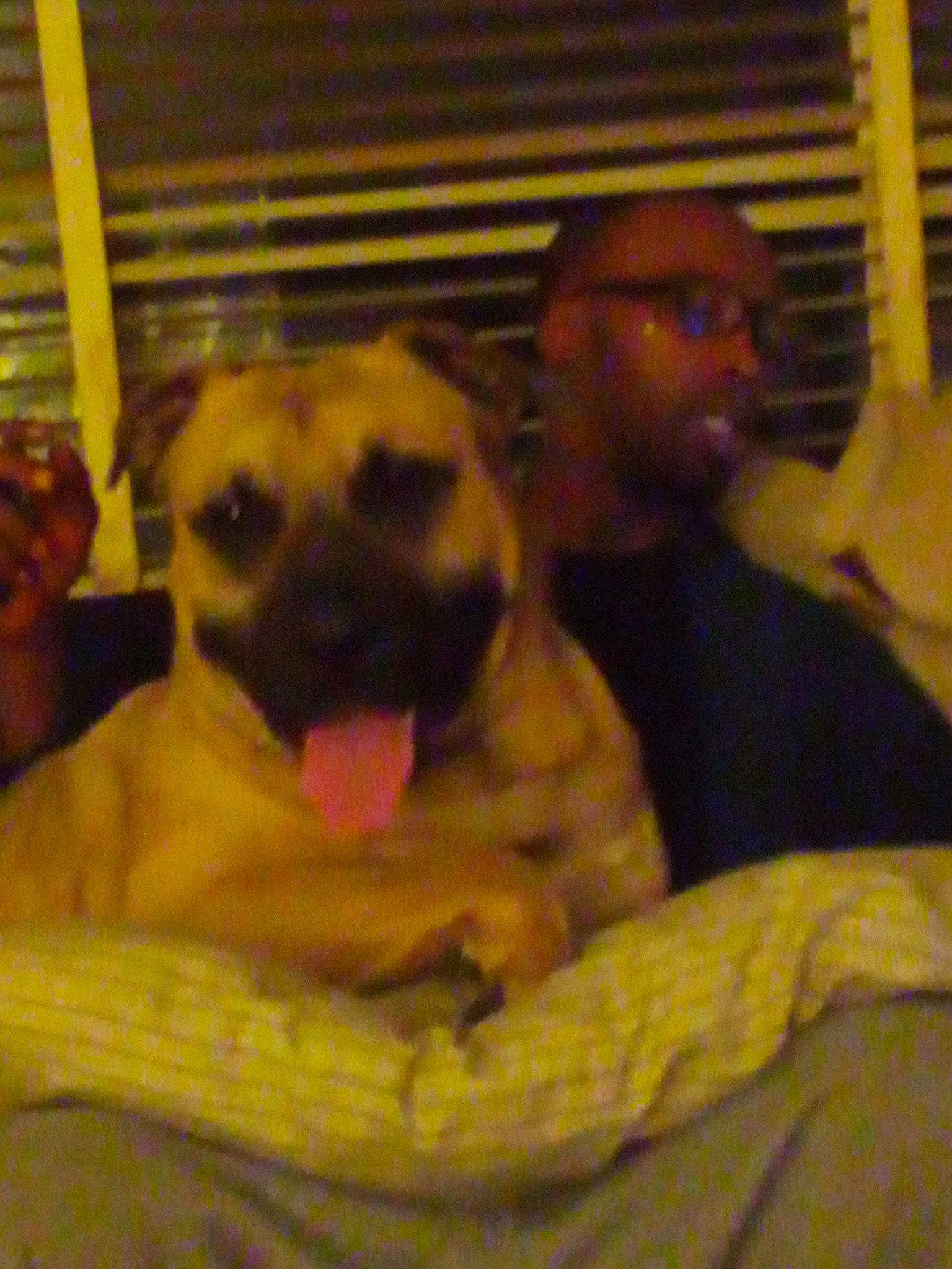 Clyde joined the competition — help win amazing prizes! animal_shelter, canidae, carnivore, comfort, companion_dog, dog, dog_bed, dog_breed, dog_crate, dog_supply, fawn, fun, fur, guard_dog, jaw, pet_supply, snout, sporting_group, terrestrial_animal, working_animal