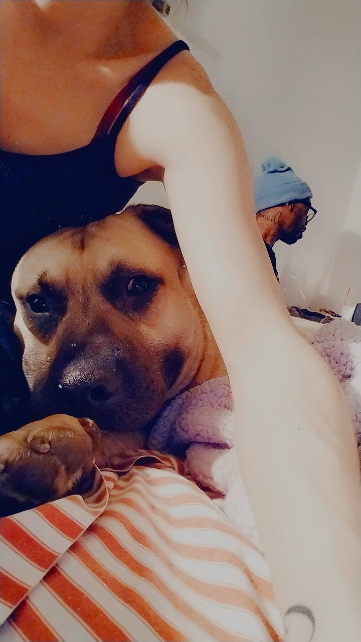 Clyde is registered to the contest to win money with this photo: baseball_cap, brassiere, carnivore, chest, comfort, companion_dog, dog, dog_breed, eyewear, fawn, fur, gesture, happy, love, selfie, snout, sporting_group, sunglasses, trunk, whiskers