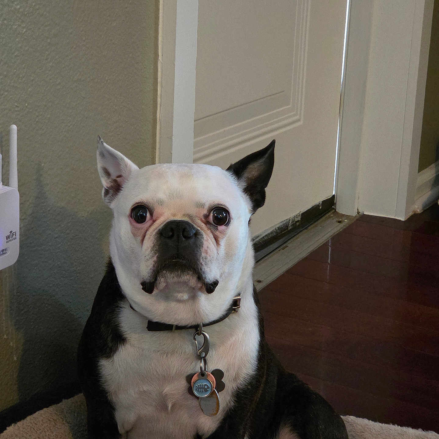 Rex