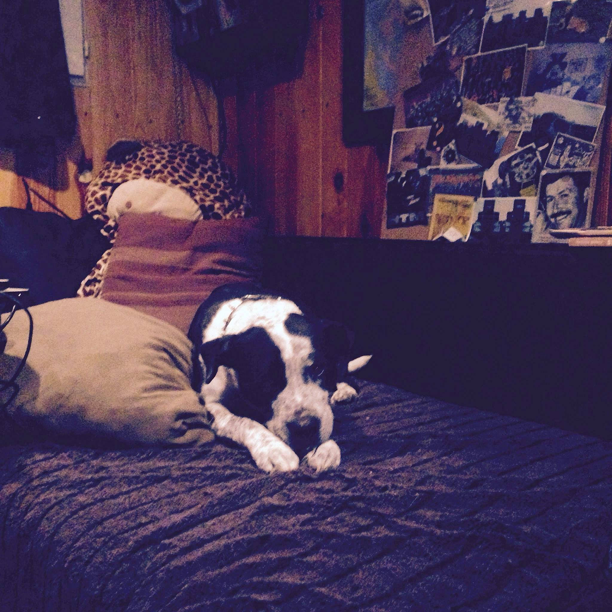 Izzle participe au concours pour gagner de l'argent avec cette photo : canidae, carnivore, cloud, dog, dog_breed, floor, flooring, headwear, love, meteorological_phenomenon, mountain, nap, night, non_sporting_group, person, puppy, puppy_love, sky, sporting_group, square