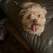 Tiny Lynn joined the competition — help win amazing prizes! dog, tongue_out, fluffy, pet, indoor, leather_couch, worn_furniture, looking_up, happy, animal, canine, brown, small_dog, floor, rug, home, cozy, cute, fur, ears