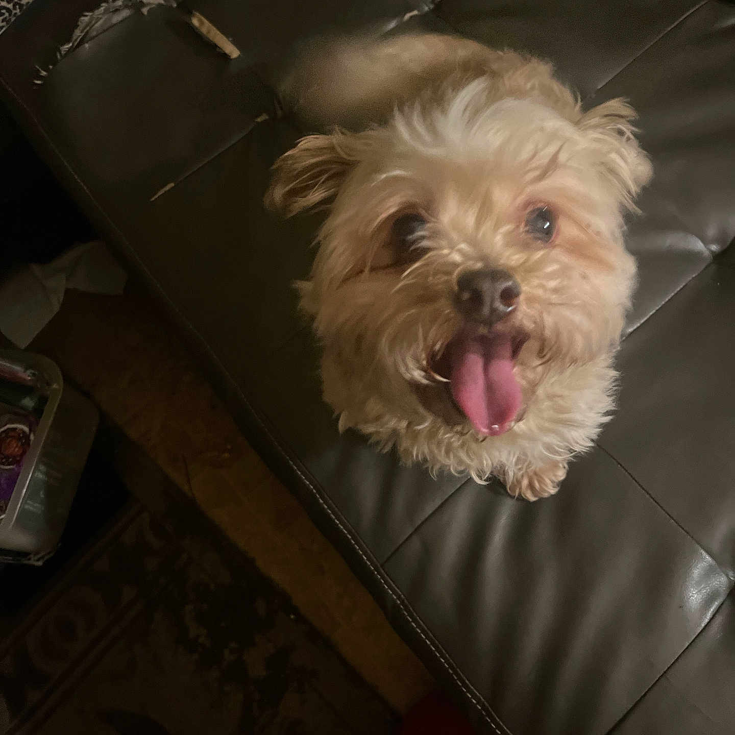 Tiny Lynn joined the competition — help win amazing prizes! animal, brown, canine, cozy, cute, dog, ears, floor, fluffy, fur, happy, home, indoor, leather_couch, looking_up, pet, rug, small_dog, tongue_out, worn_furniture