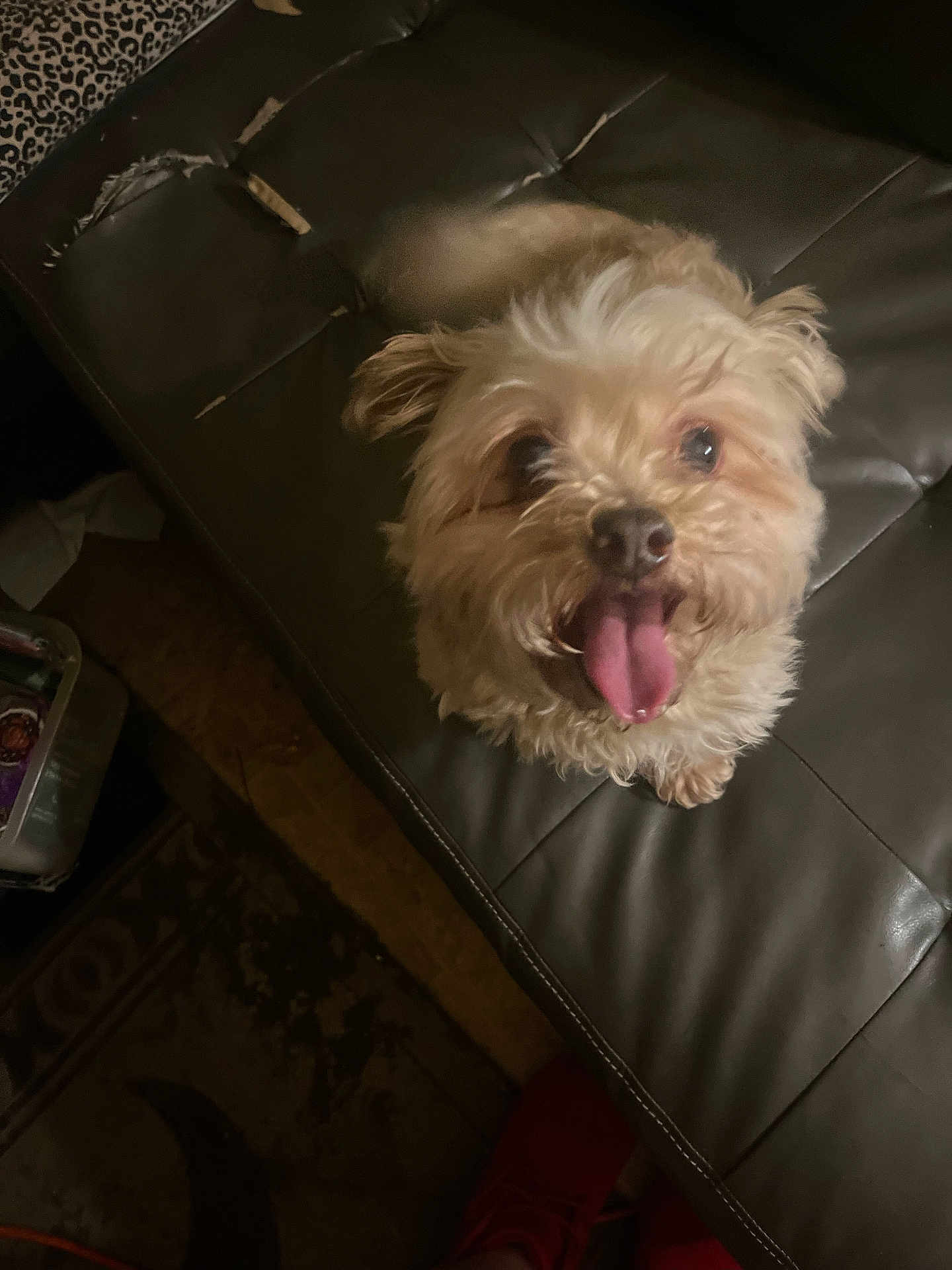 Tiny Lynn joined the competition — help win amazing prizes! dog, tongue_out, fluffy, pet, indoor, leather_couch, worn_furniture, looking_up, happy, animal, canine, brown, small_dog, floor, rug, home, cozy, cute, fur, ears