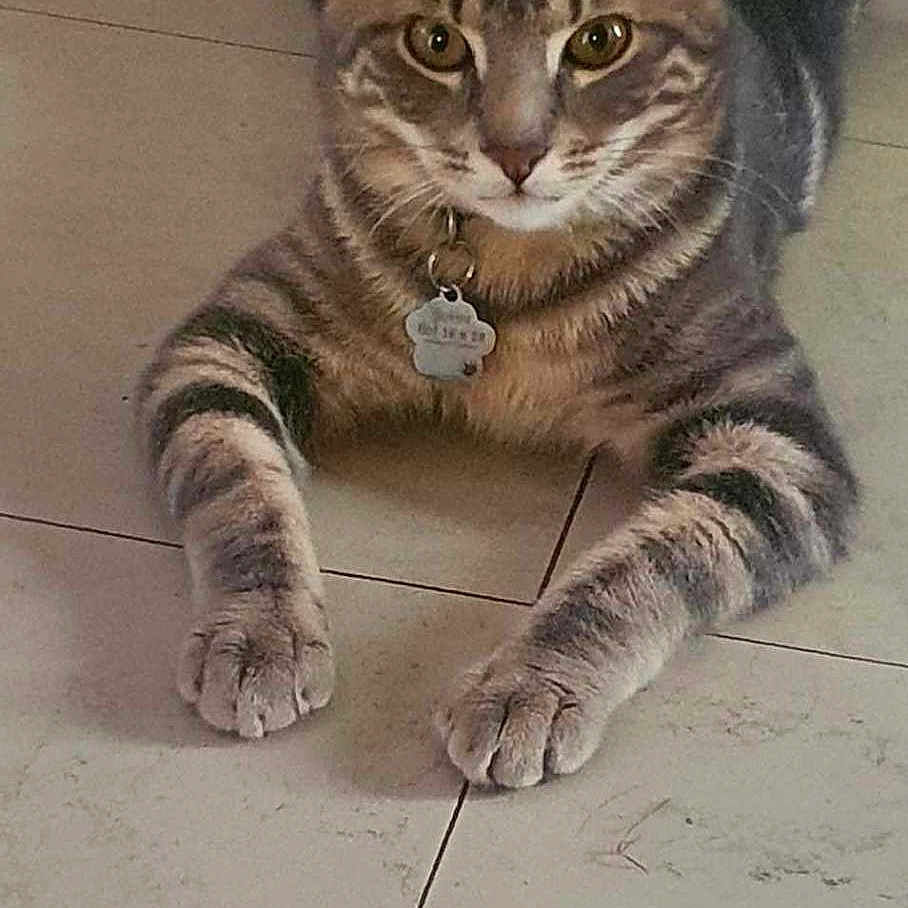 Goku participe au concours pour gagner de l'argent avec cette photo : abyssinian, accessories, angora, animal, cat, claw, egyptiancat, electronics, hardware, hardwood, hook, indoors, kitten, leash, manx, pet, slate, strap, tile, wood
