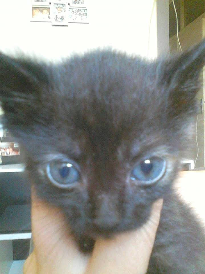 Cacahuètes participe au concours pour gagner de l'argent avec cette photo : asian, black_cat, burmese, carnivore, cat, domestic_short_haired_cat, ear, eye, felidae, iris, javanese, kitten, korat, mammal, oriental_longhair, oriental_shorthair, small_to_medium_sized_cats, snout, vertebrate, whiskers