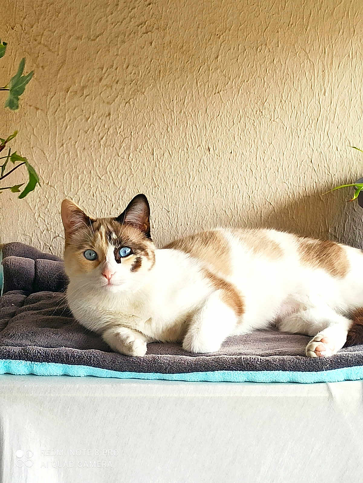 Naya a rejoint le concours — aidez-le/la à gagner de superbes lots ! cat, blue_eyes, lying_down, indoor, towel, beige_wall, plant, relaxed, feline, fur_pattern, domestic_cat, resting, closeup, pet, animal, soft_light, texture, whiskers, ear, paw