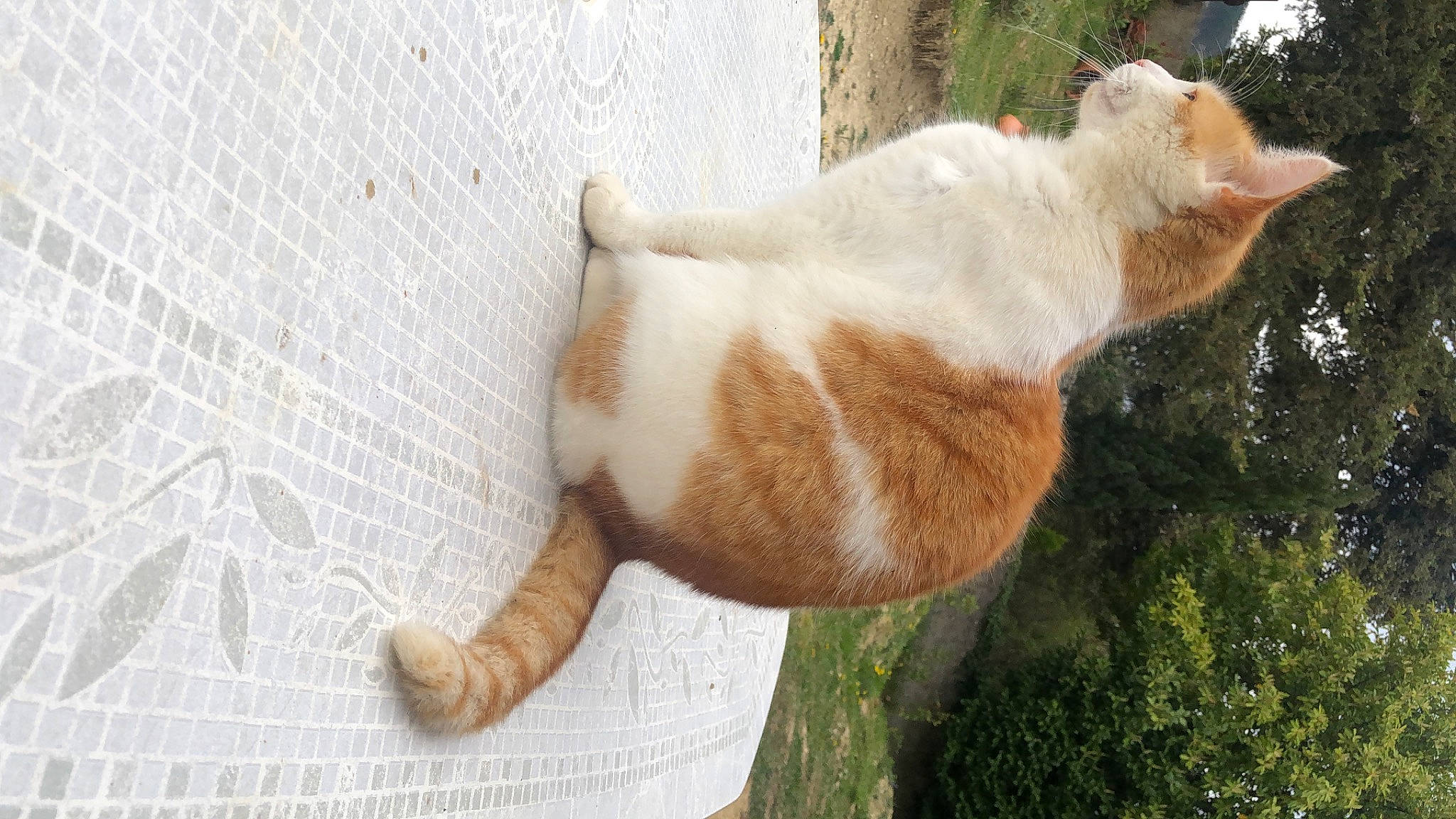 Carotte participe au concours pour gagner de l'argent avec cette photo : carnivore, cat, claw, domestic_short_haired_cat, eye, fawn, felidae, fur, grass, paw, plant, small_to_medium_sized_cats, snout, tail, terrestrial_animal, tree, whiskers, wildlife, window, wood