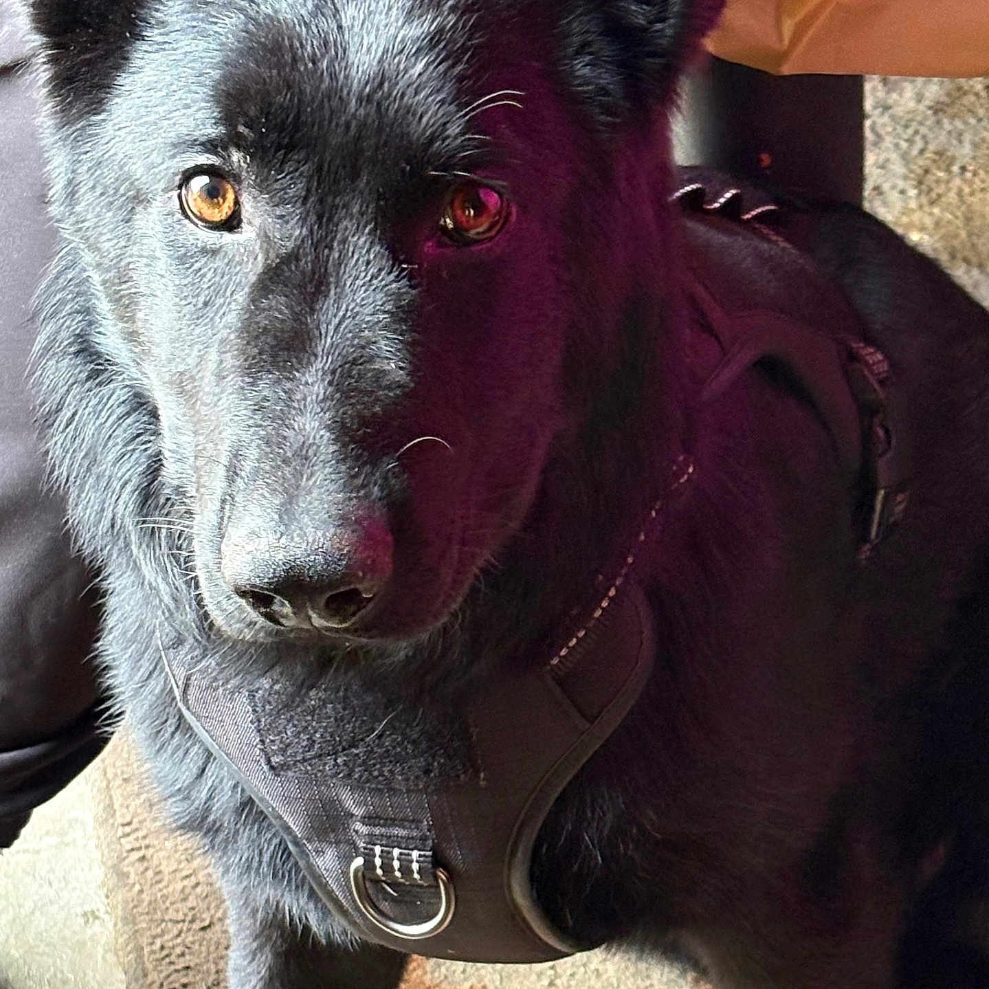 Rambo