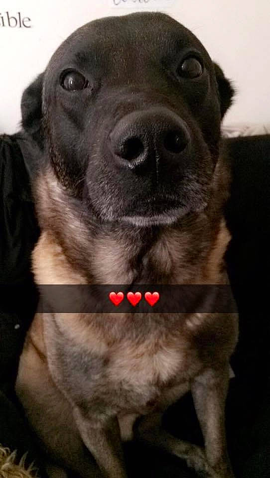 Falcko participe au concours pour gagner de l'argent avec cette photo : borador, canidae, carnivore, collar, companion_dog, dog, dog_breed, dog_collar, ear, fawn, fur, jaw, leash, liver, pet_supply, snout, sporting_group, terrestrial_animal, whiskers, working_animal