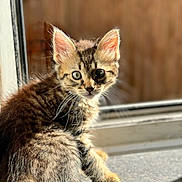 Chico joined the competition — help win amazing prizes! animal, cat, closeup, curious, cute, domestic, ears, feline, fur, indoor, kitten, pet, portrait, sitting, soft_focus, sunlight, tabby, whiskers, windowsill, young