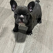 Ray joined the competition — help win amazing prizes! dog, puppy, french_bulldog, pet, animal, short_hair, black_coat, white_chest, upright_ears, wrinkled_face, standing, indoor, wooden_floor, portrait, front_view, serious_expression, cute, compact_body, paws, shadow