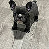 dog, puppy, french_bulldog, pet, animal, short_hair, black_coat, white_chest, upright_ears, wrinkled_face, standing, indoor, wooden_floor, portrait, front_view, serious_expression, cute, compact_body, paws, shadow