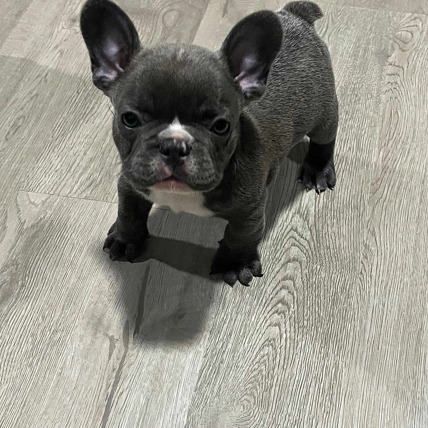 Ray joined the competition — help win amazing prizes! dog, puppy, french_bulldog, pet, animal, short_hair, black_coat, white_chest, upright_ears, wrinkled_face, standing, indoor, wooden_floor, portrait, front_view, serious_expression, cute, compact_body, paws, shadow