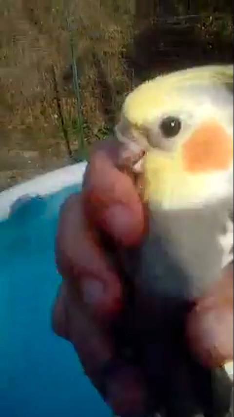 Titine participe au concours pour gagner de l'argent avec cette photo : beak, bird, breakfast, budgie, close_up, cockatiel, cockatoo, eye, hand, lovebird, parakeet, parrot, vertebrate