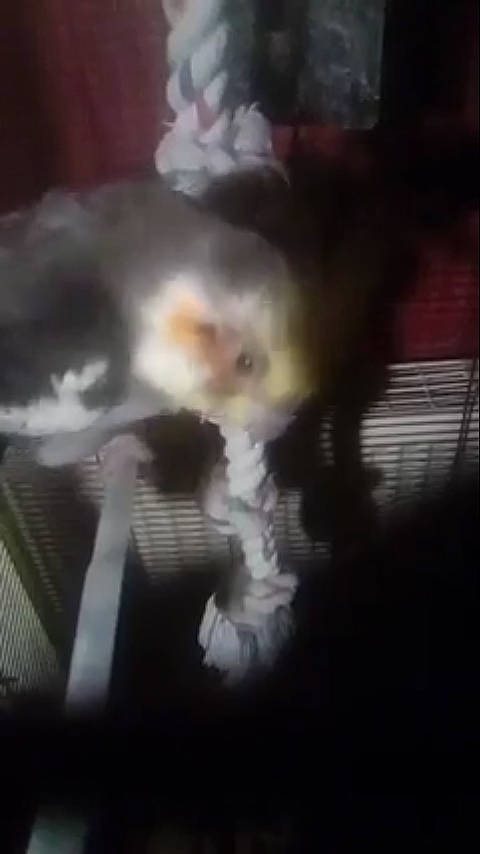 Titine a rejoint le concours — aidez-le/la à gagner de superbes lots ! canidae, carnivore, cat, darkness, ear, eye, felidae, kitten, mouth, nose, persian, small_to_medium_sized_cats, snapshot, whiskers