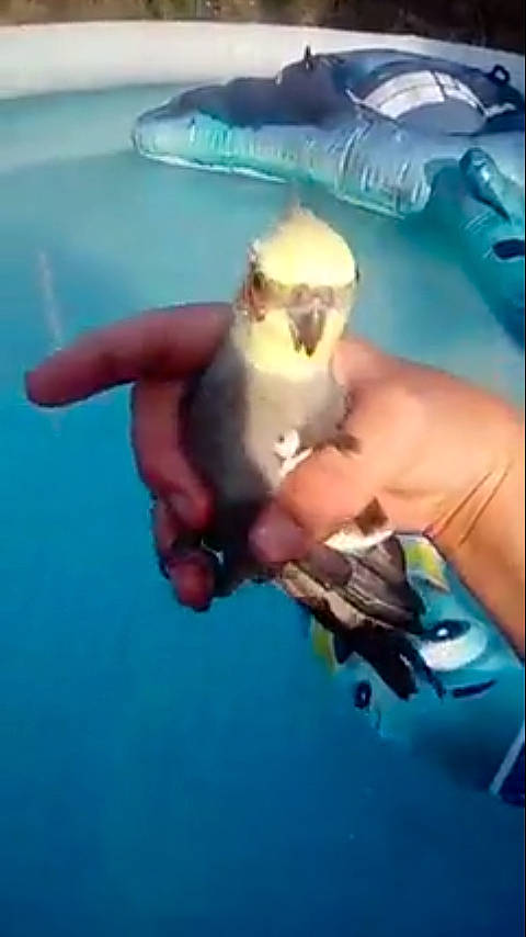 Titine a rejoint le concours — aidez-le/la à gagner de superbes lots ! cat, finger, hand, leisure, marine_biology, marine_mammal, mouth, organism, underwater, vacation