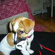 Noisette participe au concours pour gagner de l'argent avec cette photo :