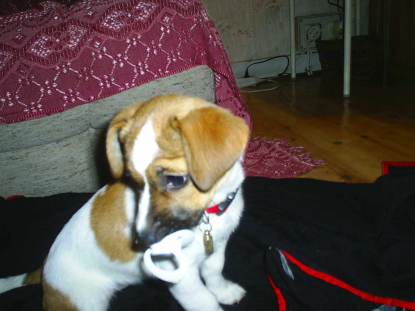 Noisette