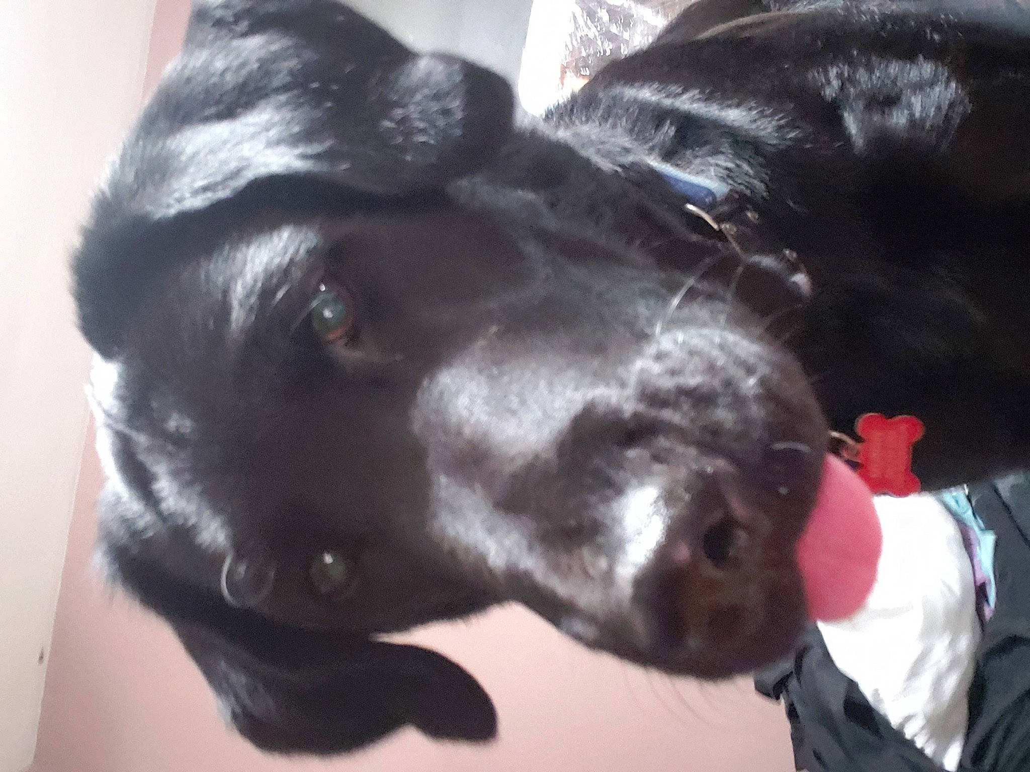 Murphy is registered to the contest to win money with this photo: black, canidae, carnivore, dog, dog_breed, ear, flat_coated_retriever, great_dane, guard_dog, labrador_retriever, non_sporting_group, nose, retriever, snout, sporting_group