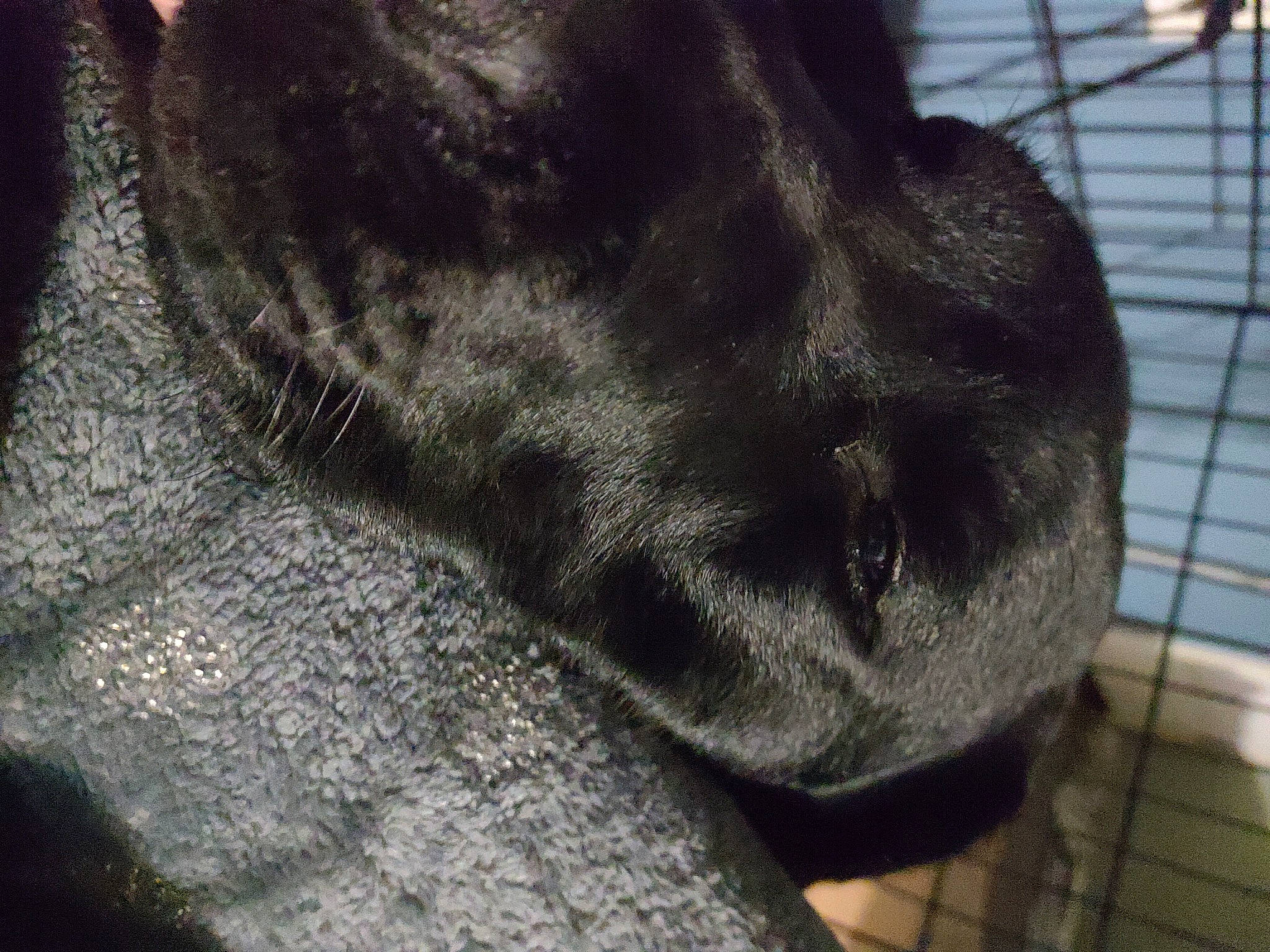 Murphy joined the competition — help win amazing prizes! fur, snout, sporting_group, whiskers