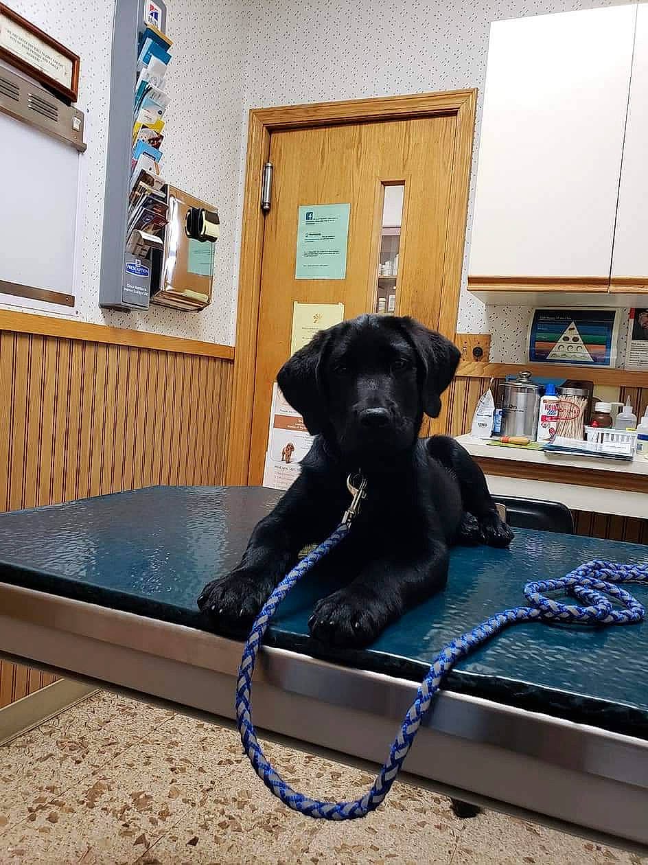 Murphy joined the competition — help win amazing prizes! canidae, carnivore, companion_dog, dog, dog_breed, flat_coated_retriever, floor, flooring, home, labrador_retriever, pointer, sporting_group, table