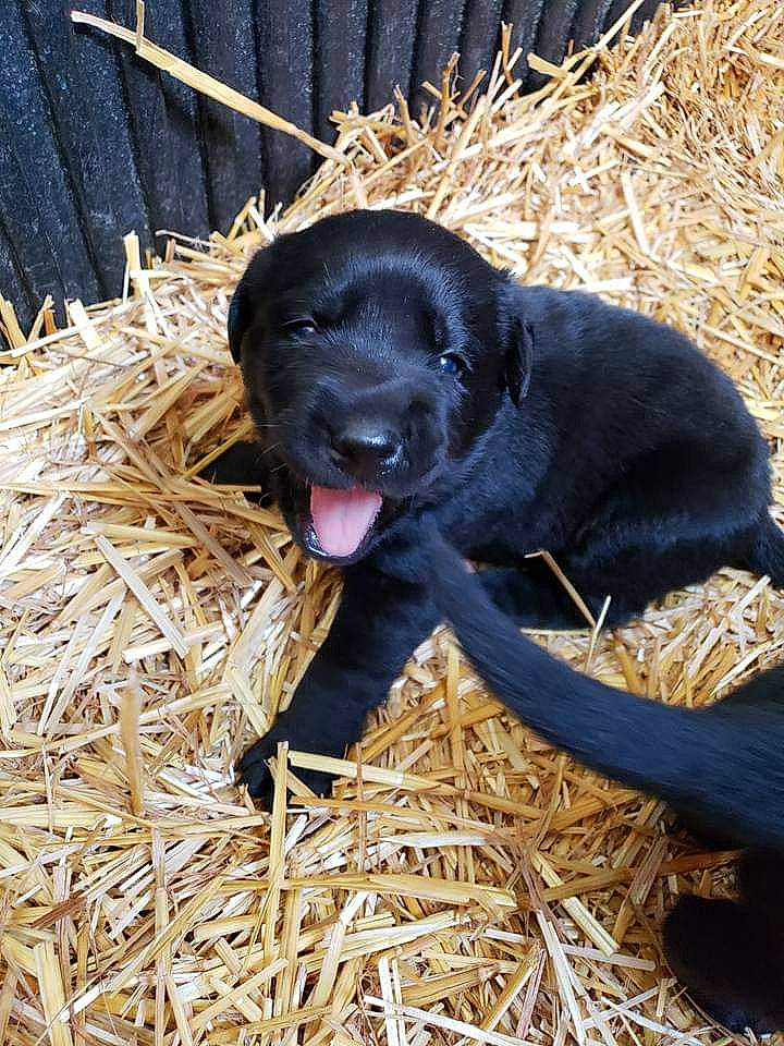 Murphy is registered to the contest to win money with this photo: beagador, borador, canidae, carnivore, dog, dog_breed, field_trial, flat_coated_retriever, hunting_dog, labrador_retriever, patterdale_terrier, puppy, retriever, snout, sporting_group, straw