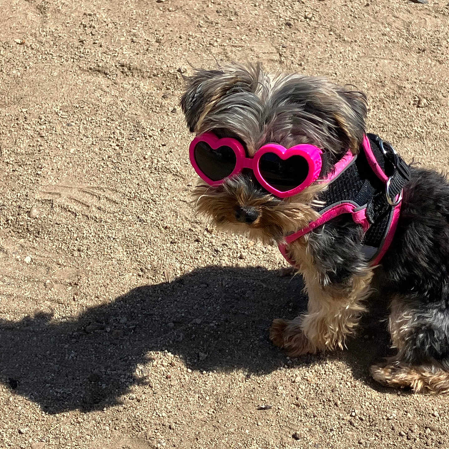 Rosie joined the competition — help win amazing prizes! accessories, animal, canine, dog, face, glasses, goggles, head, nature, outdoors, person, pet, photography, portrait, puppy, rock, sand, soil, sunglasses, terrier