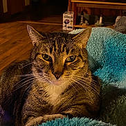 Cookie joined the competition — help win amazing prizes! tabby_cat, cat, feline, pet, indoor, cozy, blanket, blue_blanket, fur, whiskers, animal, resting, face, eyes, living_room, wood_floor, furniture, relaxed, close_up, warm_lighting