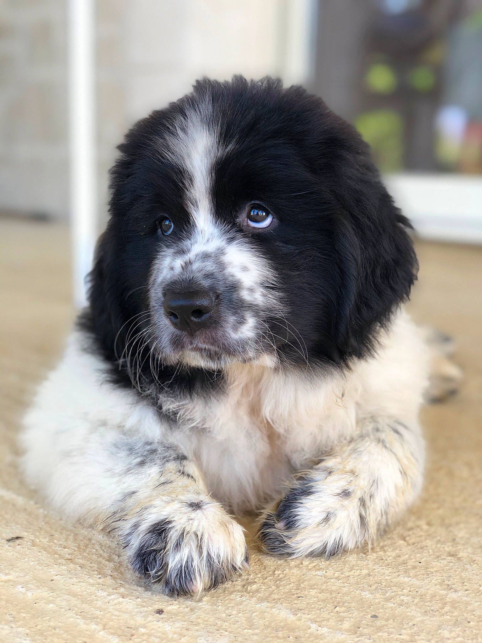 Ruby participe au concours pour gagner de l'argent avec cette photo : bored, canidae, carnivore, companion_dog, dog, dog_breed, fur, snout, sporting_group, terrestrial_animal, whiskers, working_animal, working_dog