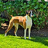 Atlas joined the competition — help win amazing prizes! dog, boxer, canine, pet, animal, grass, lawn, greenery, bushes, outdoor, sunlight, standing, alert, nature, summer, portrait, mammal, fur, ears, tail
