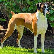 Atlas is registered to the contest to win money with this photo: dog, boxer, canine, pet, animal, outdoor, grass, greenery, bush, sunlight, alert, standing, mammal, brown, white, short_hair, nature, garden, leaf, daylight