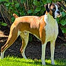 dog, boxer, canine, pet, animal, outdoor, grass, greenery, bush, sunlight, alert, standing, mammal, brown, white, short_hair, nature, garden, leaf, daylight