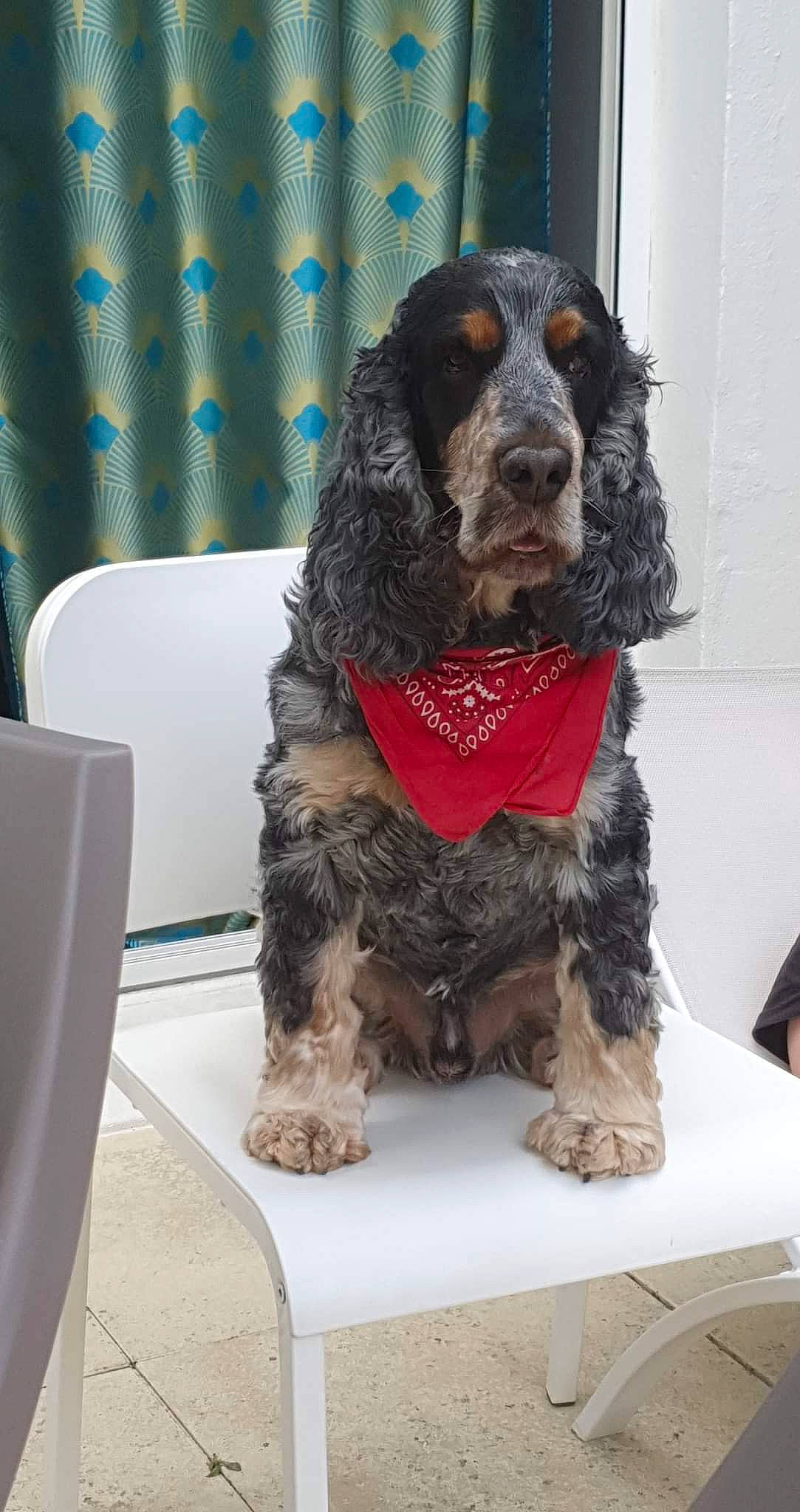 Gizmo a rejoint le concours — aidez-le/la à gagner de superbes lots ! canidae, carnivore, chair, cocker_spaniel, companion_dog, curtain, dog, dog_breed, fur, gun_dog, liver, snout, spaniel, sporting_group, toy_dog, water_dog, working_animal, working_dog