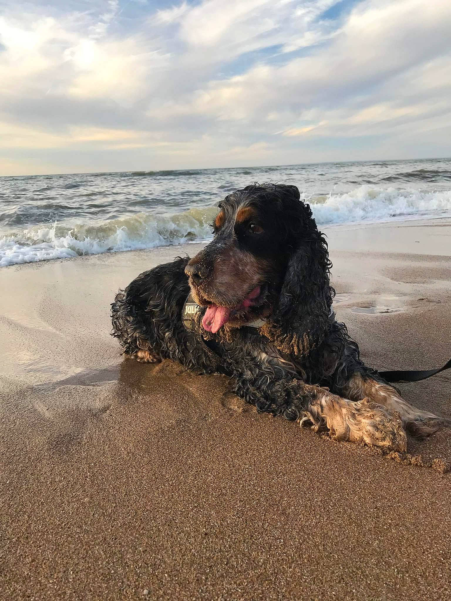 Gizmo a rejoint le concours — aidez-le/la à gagner de superbes lots ! ball, beach, canidae, carnivore, cloud, companion_dog, dog, dog_breed, fun, happy, horizon, landscape, ocean, sand, sky, sporting_group, water, water_dog, wind_wave, wood