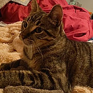 James is registered to the contest to win money with this photo: cat, tabby_cat, feline, animal, pet, bed, blanket, fur, striped, indoor, cozy, resting, whiskers, ears, paws, comfort, sleepy, soft, mammal, domestic