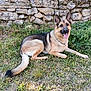 Louna participe au concours pour gagner de l'argent avec cette photo : animal, architecture, building, canine, dog, flagstone, germanshepherd, grass, nature, outdoors, path, pet, plant, puppy, rock, slate, stonewall, walkway, wall, yard