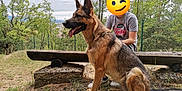 Louna participe au concours pour gagner de l'argent avec cette photo : animal, boy, canine, child, clothing, dog, footwear, germanshepherd, grass, land, male, nature, outdoors, person, pet, plant, shoe, tree, vegetation, woodland