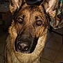 Louna a rejoint le concours — aidez-le/la à gagner de superbes lots ! animal, canine, computerhardware, dog, electronics, germanshepherd, hardware, husky, monitor, pet, policedog, puppy, screen, snout, tv