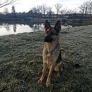 Louna a rejoint le concours — aidez-le/la à gagner de superbes lots ! animal, canine, dog, field, germanshepherd, grass, grassland, nature, outdoors, pet, plant, policedog, pond, puppy, snow, tree, water, weather