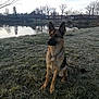 animal, canine, dog, field, germanshepherd, grass, grassland, nature, outdoors, pet, plant, policedog, pond, puppy, snow, tree, water, weather