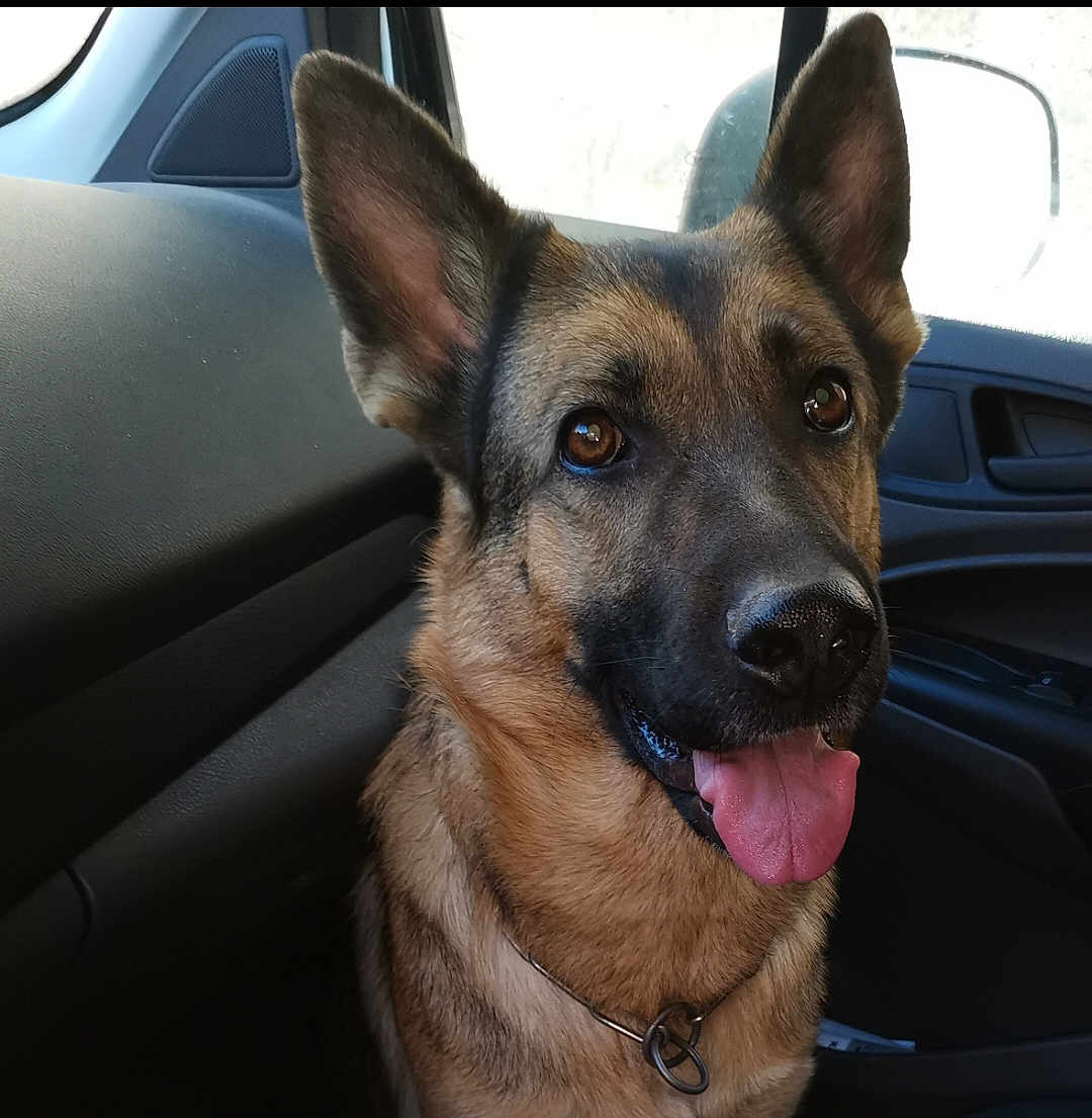 Louna a rejoint le concours — aidez-le/la à gagner de superbes lots ! animal, bodypart, canine, dog, germanshepherd, mouth, person, pet, policedog, puppy, tongue
