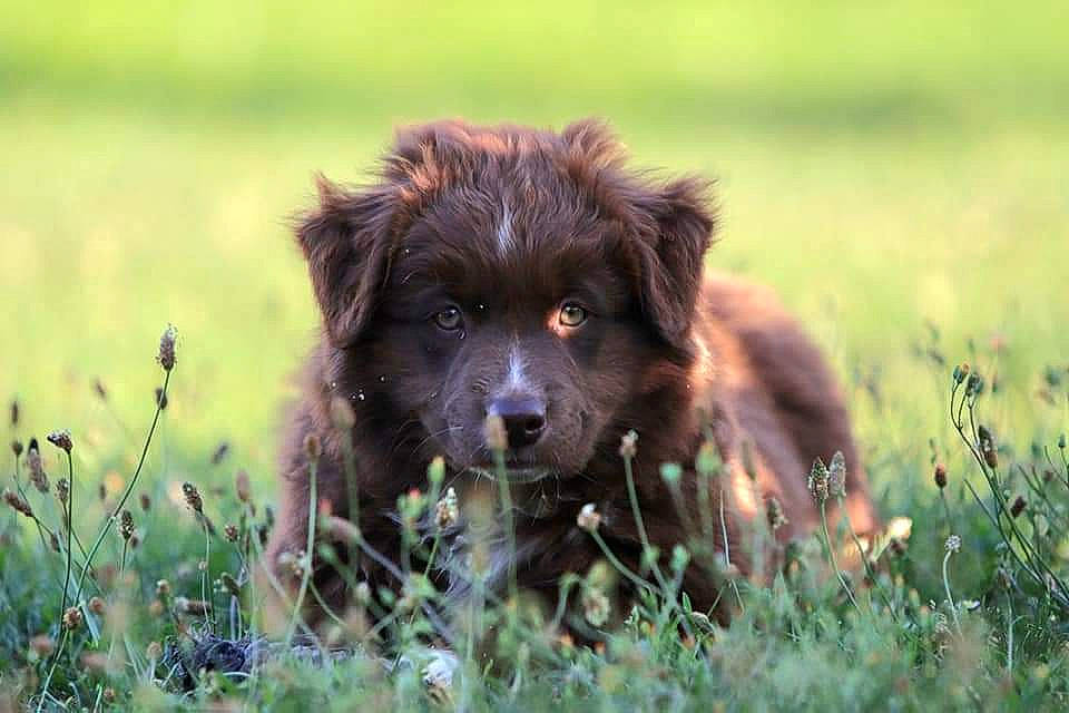 Utah participe au concours pour gagner de l'argent avec cette photo : canidae, carnivore, companion_dog, dog, dog_breed, field, fur, grass, grassland, herding_dog, liver, natural_landscape, nature, pasture, plant, prairie, sporting_group, terrestrial_animal, wildlife, working_dog