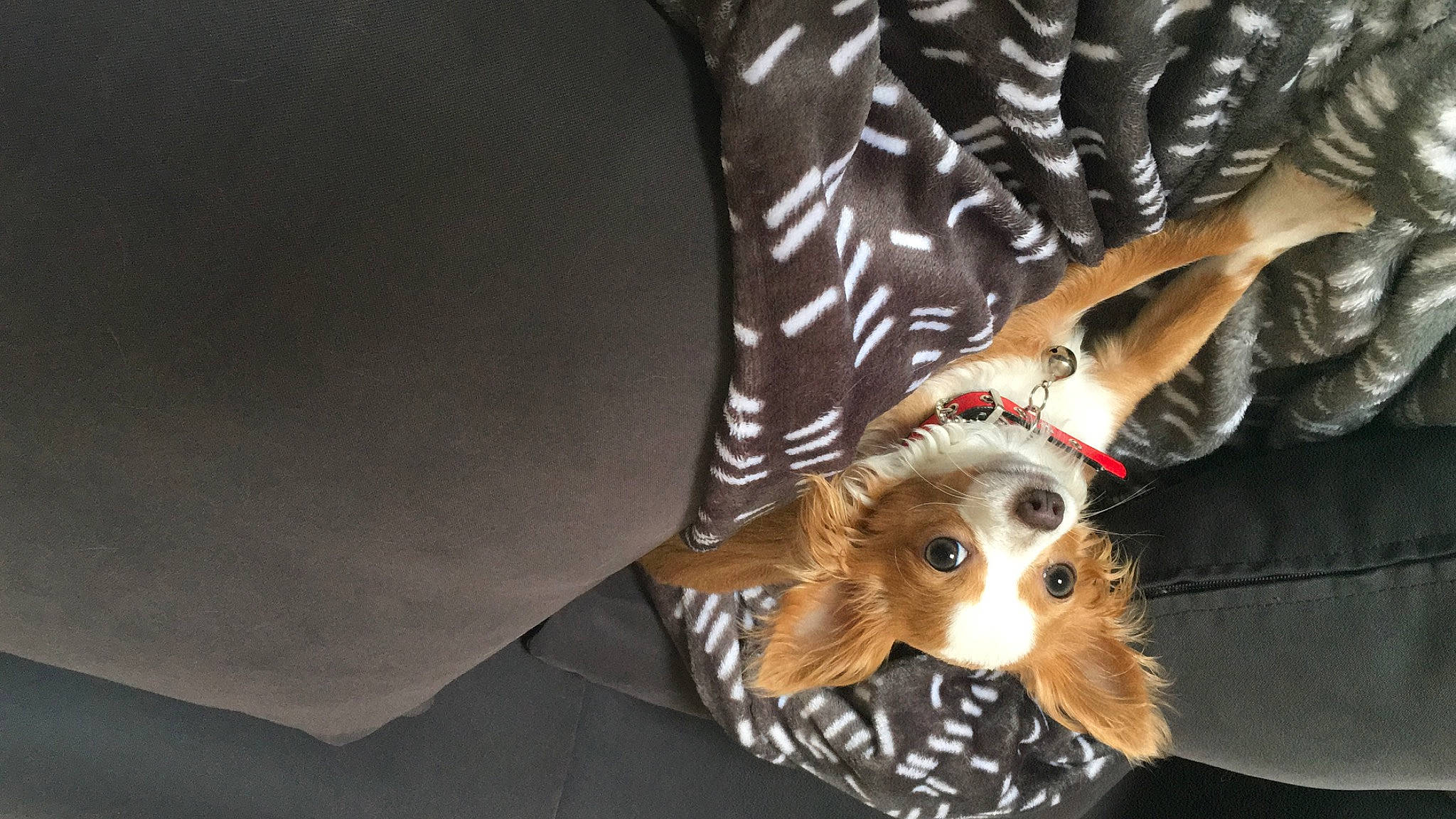 Peps participe au concours pour gagner de l'argent avec cette photo : canidae, carnivore, clock, comfort, companion_dog, couch, dog, dog_breed, dog_clothes, dog_supply, fashion_accessory, fawn, fur, paw, snout, sporting_group, toy, toy_dog, whiskers, working_animal