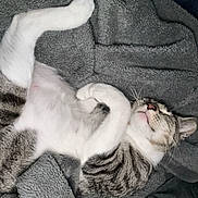 Firri joined the competition — help win amazing prizes! animal, blanket, cat, comfort, cozy, cute, feline, fur, gray, indoor, mammal, nap, paw, pet, relaxed, resting, sleeping, soft, tabby_cat, whiskers