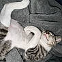 animal, blanket, cat, comfort, cozy, cute, feline, fur, gray, indoor, mammal, nap, paw, pet, relaxed, resting, sleeping, soft, tabby_cat, whiskers