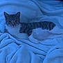 Firri joined the competition — help win amazing prizes! animal, blanket, blue_light, cat, comfort, cozy, domestic_animal, ears, feline, fur, indoor, lying_down, pet, relaxed, resting, sleepy, soft_texture, tabby_cat, tail, whiskers