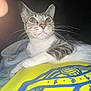Firri is registered to the contest to win money with this photo: animal, blanket, blue, cat, closeup, cozy, curious, feline, fur, gray, indoor, light, lying_down, night, pet, soft, striped, whiskers, white, yellow